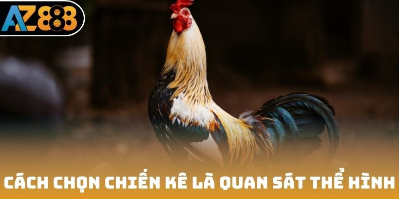 Cách chọn chiến kê là quan sát kỹ thể hình