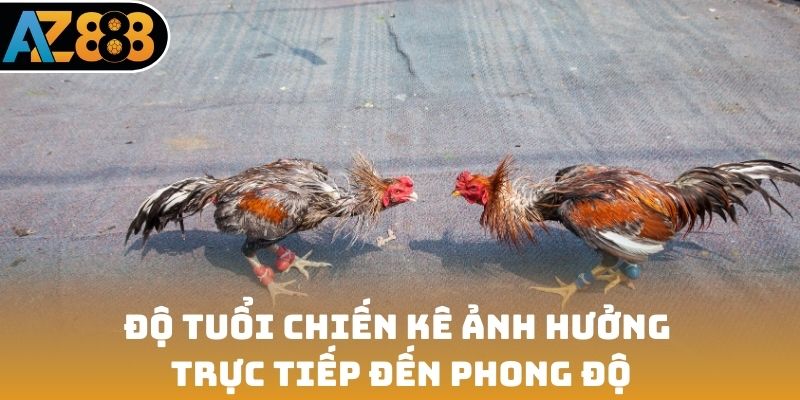 Độ tuổi chiến kê ảnh hưởng trực tiếp đến phong độ