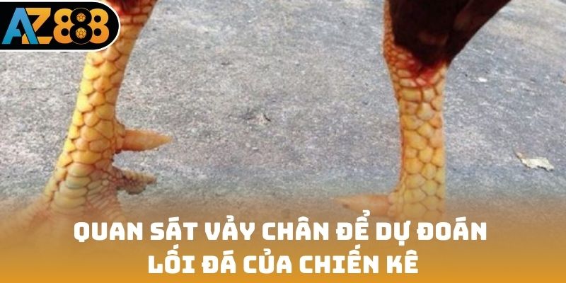 Quan sát vảy chân để dự đoán lối đá của chiến kê